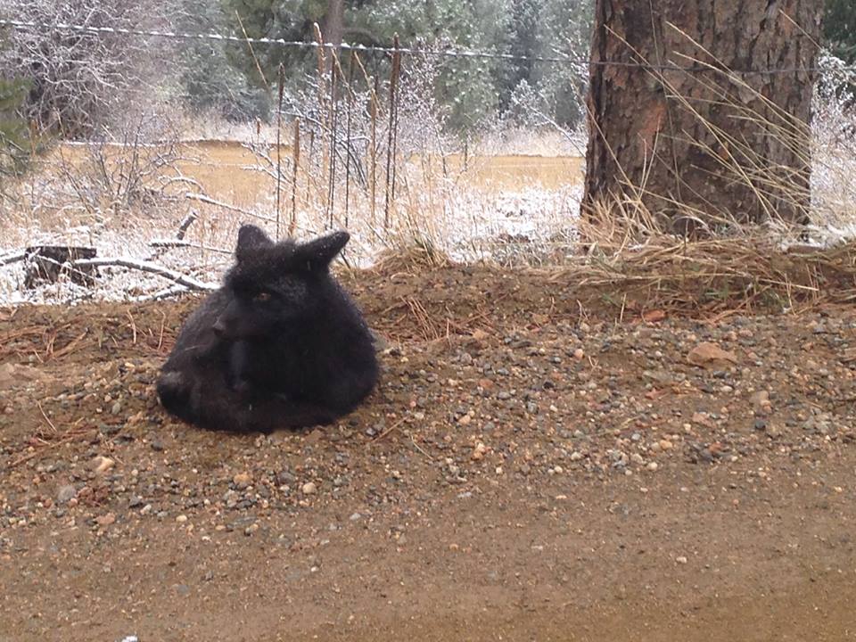 our resident black fox