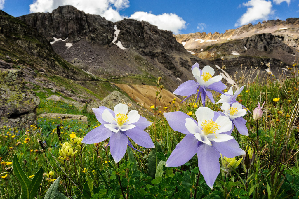 Columbines grace the fields of Governor Basin in the San Juan Mountains of Colorado